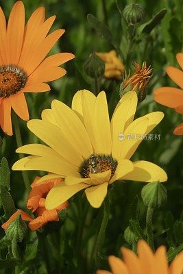 夏季黄色和橙色的雏菊和花瓣/黄色和橙色的骨芥雏菊花和花蕾生长在每年夏天的花坛花园模糊的叶子背景，黄色向日葵非洲雏菊/雏菊灌木花的特写图像